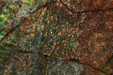 Spectacular, Iridescent Ammolite (Fossil Ammonite Shell) - Canada #222711-1